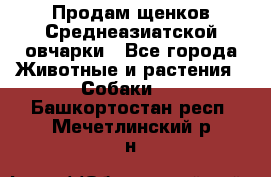 Продам щенков Среднеазиатской овчарки - Все города Животные и растения » Собаки   . Башкортостан респ.,Мечетлинский р-н